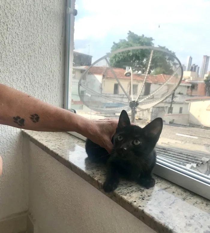 Gato ra a SRD-ViraLata idade 2 a 6 meses nome Kiwi bb2meses Linda 