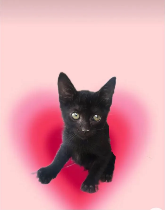 Gato ra a SRD-ViraLata idade 2 a 6 meses nome Kiwi bb2meses Linda 
