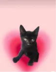Kiwi bb2meses Linda