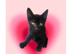 Gato raça SRD-ViraLata idade 2 a 6 meses nome Kiwi bb2meses Linda 