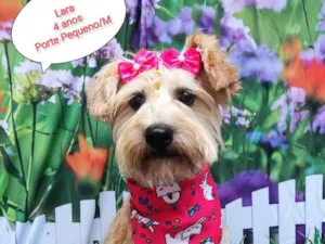 Cachorro raça SRD-ViraLata idade 4 anos nome Lara