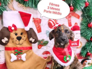 Cachorro raça SRD-ViraLata idade 2 a 6 meses nome Abelhuda