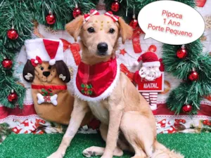 Cachorro raça SRD-ViraLata idade 1 ano nome Pipoca 