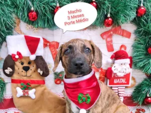 Cachorro raça SRD-ViraLata idade 2 a 6 meses nome Negresco