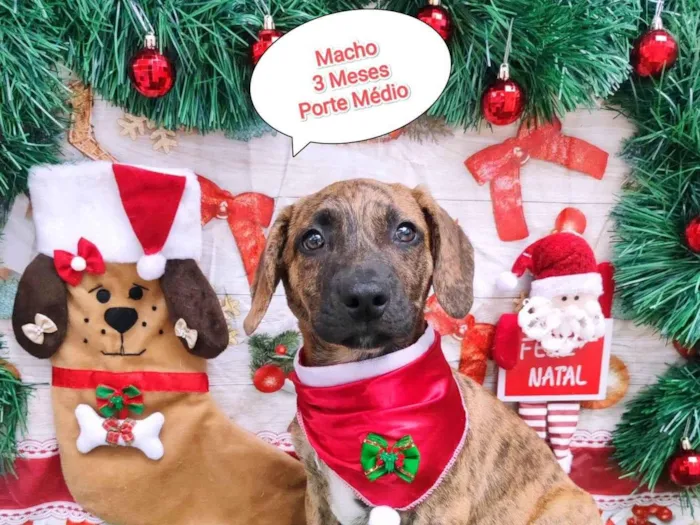 Cachorro ra a SRD-ViraLata idade 2 a 6 meses nome Negresco