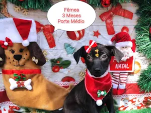 Cachorro raça SRD-ViraLata idade 2 a 6 meses nome Tereza
