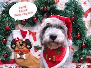 Cachorro raça SRD-ViraLata idade 2 anos nome Banze