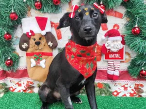 Cachorro raça SRD-ViraLata idade 1 ano nome Cacau