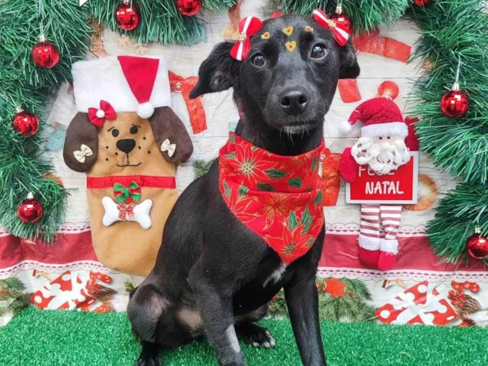 Cachorro ra a SRD-ViraLata idade 1 ano nome Cacau