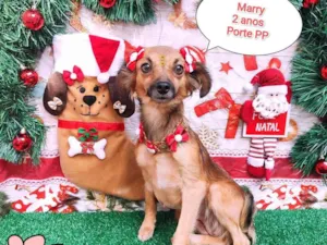 Cachorro raça SRD-ViraLata idade 2 anos nome Marry