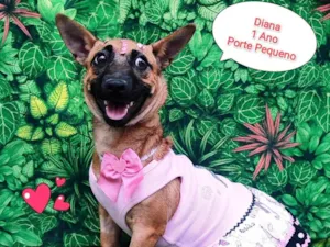 Cachorro raça SRD-ViraLata idade 1 ano nome Diana 