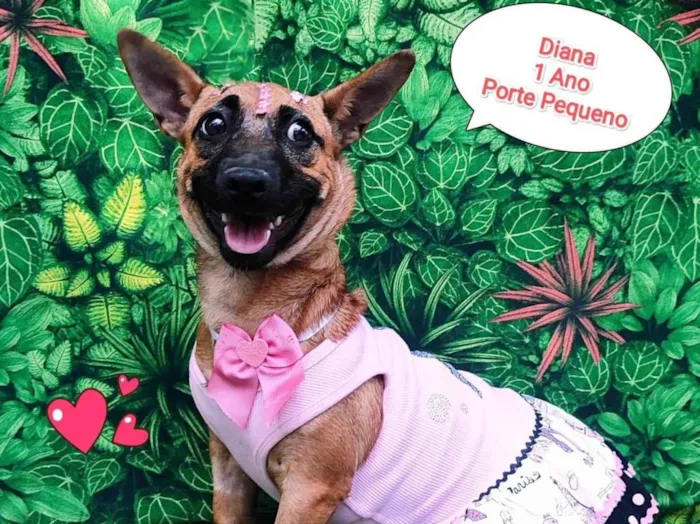 Cachorro ra a SRD-ViraLata idade 1 ano nome Diana 