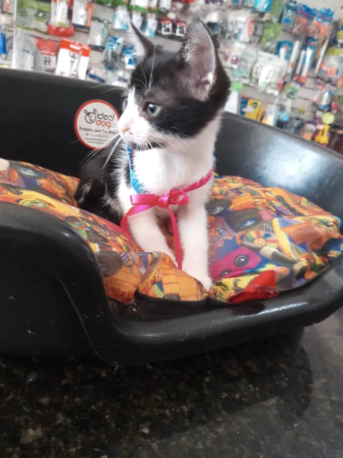 Gato ra a SRD-ViraLata idade 2 a 6 meses nome Afrodite