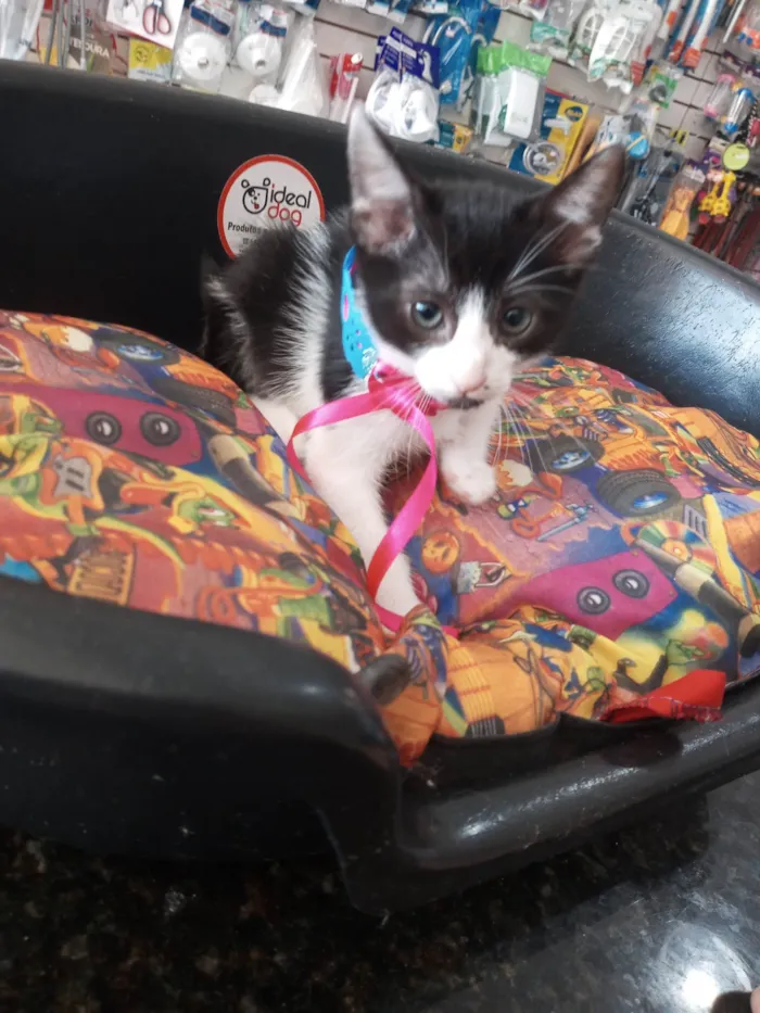Gato ra a SRD-ViraLata idade 2 a 6 meses nome Afrodite