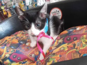 Gato raça SRD-ViraLata idade 2 a 6 meses nome Afrodite