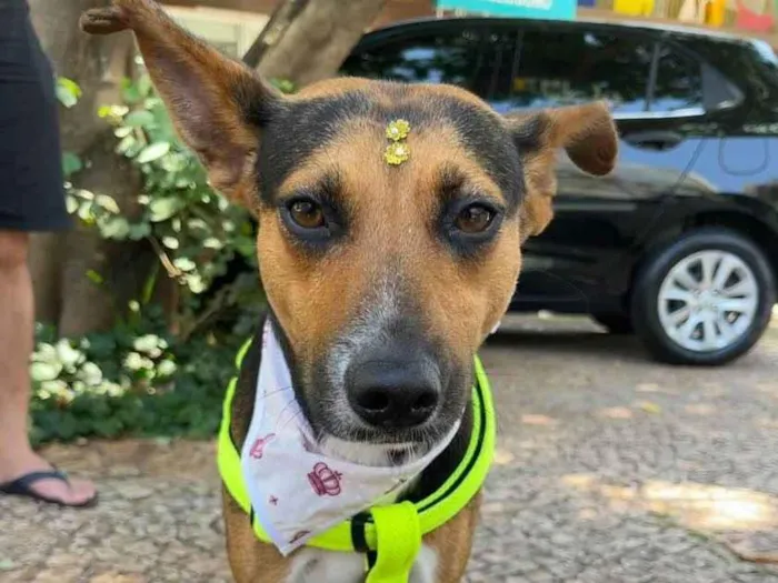 Cachorro ra a SRD-ViraLata idade 1 ano nome Ipa
