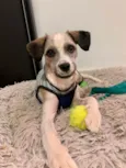 LUIGI