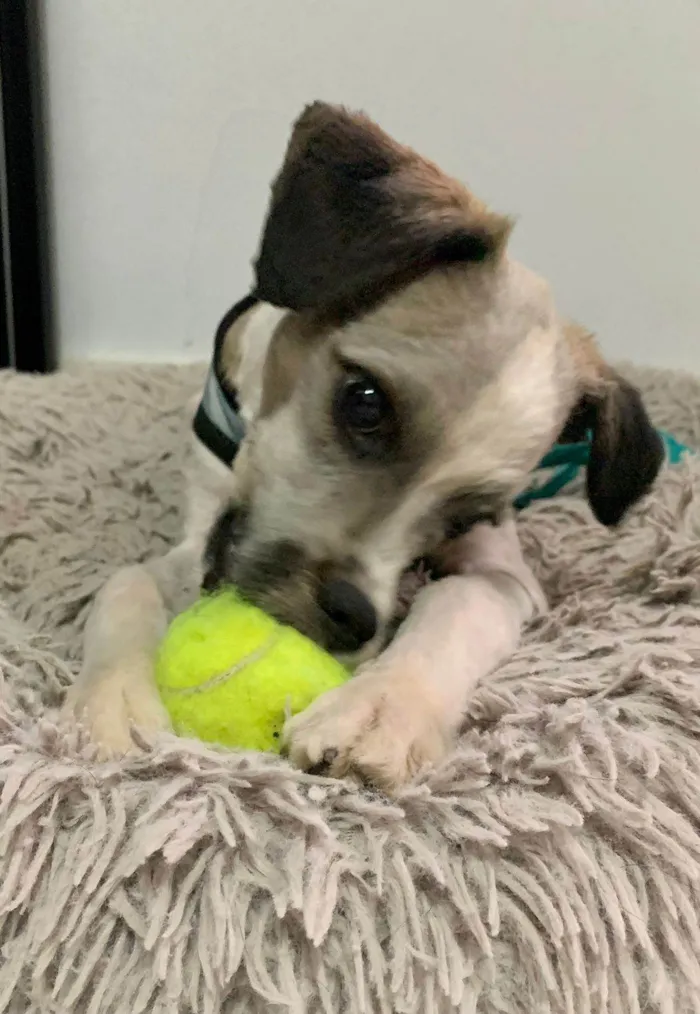 Cachorro ra a SRD-ViraLata idade 7 a 11 meses nome LUIGI
