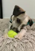 LUIGI