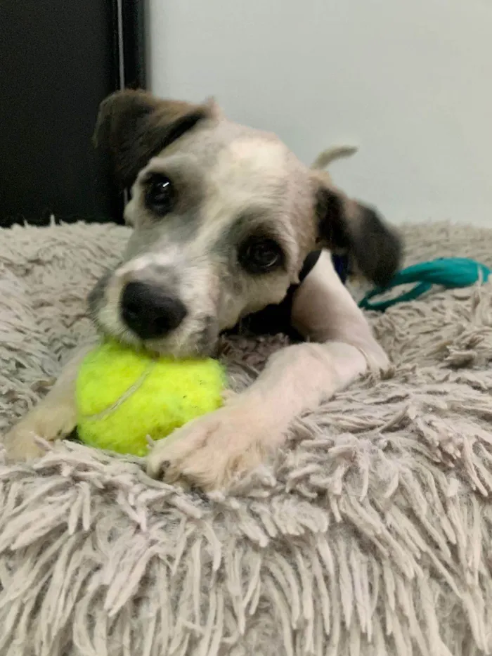 Cachorro ra a SRD-ViraLata idade 7 a 11 meses nome LUIGI