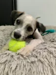 LUIGI