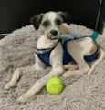 LUIGI