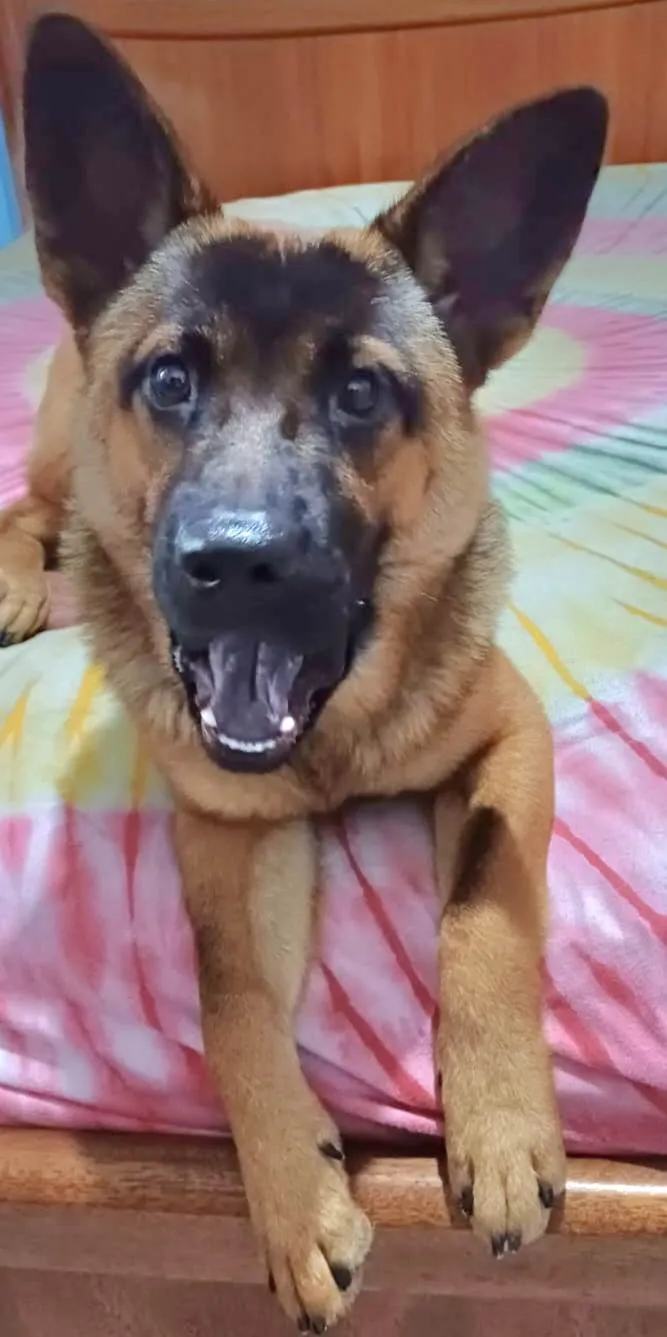 Cachorro ra a Pastor Alemão mistura idade 7 a 11 meses nome Yaron