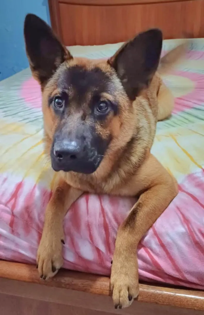 Cachorro ra a Pastor Alemão mistura idade 7 a 11 meses nome Yaron