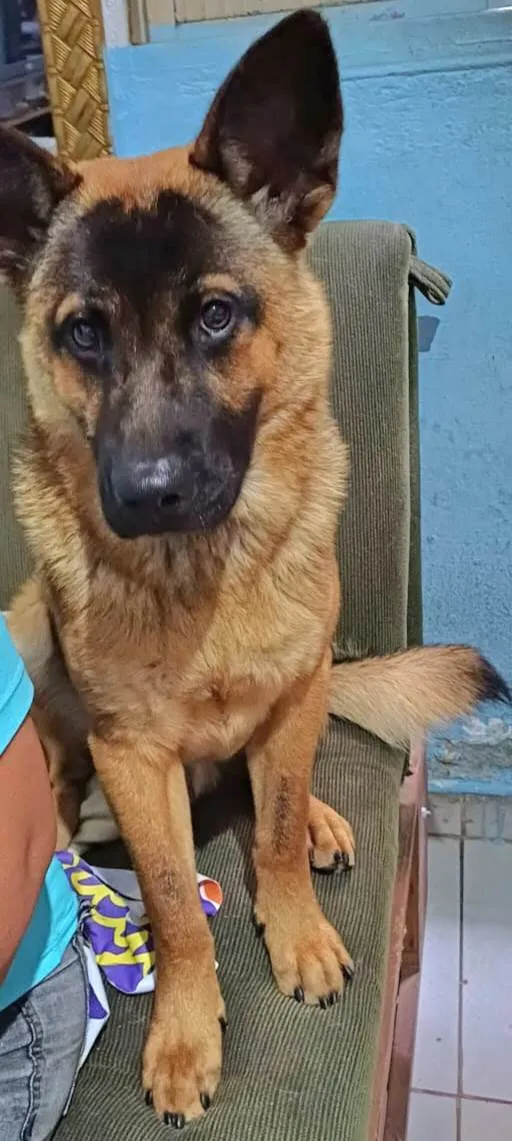 Cachorro ra a Pastor Alemão mistura idade 7 a 11 meses nome Yaron