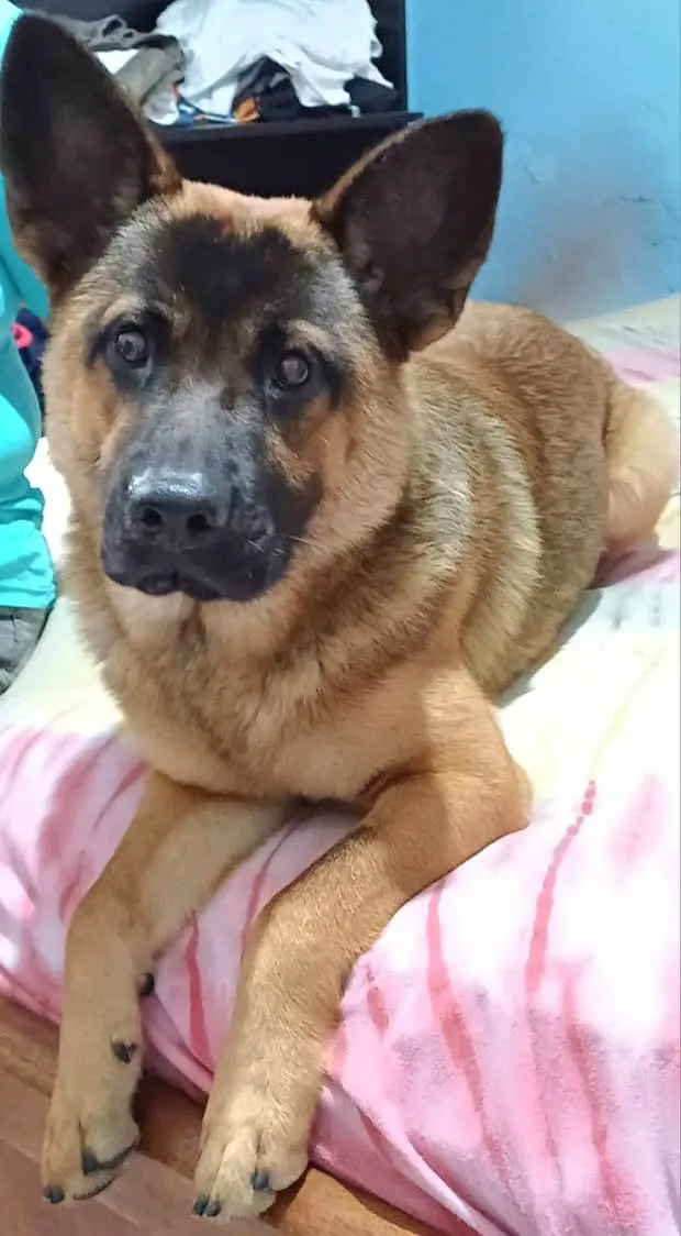 Cachorro ra a Pastor Alemão mistura idade 7 a 11 meses nome Yaron