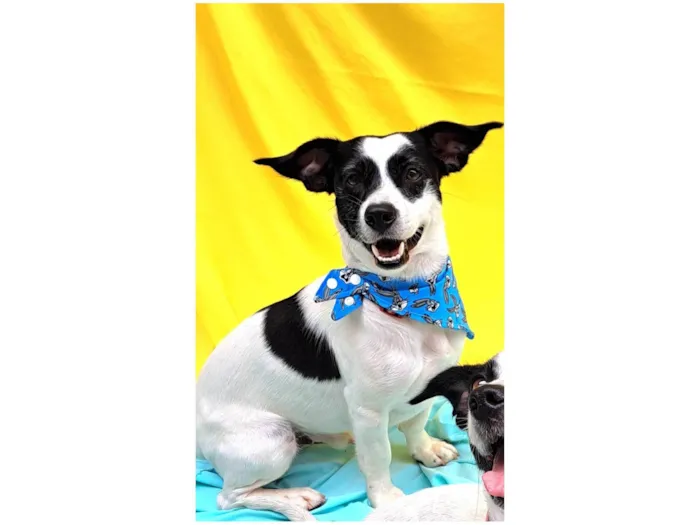 Cachorro ra a SRD-ViraLata idade 1 ano nome  Bento