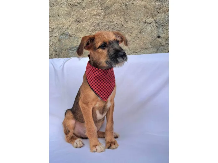 Cachorro ra a SRD-ViraLata idade 2 a 6 meses nome Otto