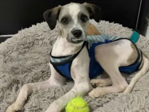 Cachorro raça SRD-ViraLata idade 7 a 11 meses nome LUIGI
