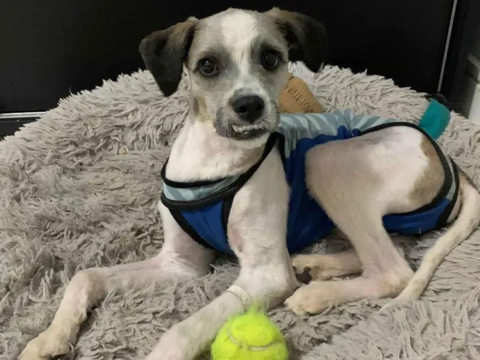 Cachorro ra a SRD-ViraLata idade 7 a 11 meses nome LUIGI