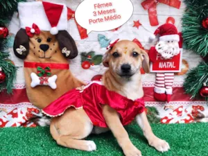 Cachorro raça SRD-ViraLata idade 2 a 6 meses nome Luisa