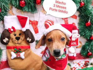 Cachorro raça SRD-ViraLata idade 2 a 6 meses nome Tobias