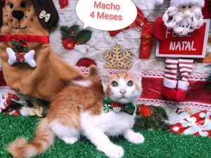 Gato raça SRD-ViraLata idade 2 a 6 meses nome Fred