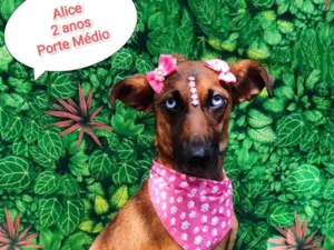 Cachorro raça SRD-ViraLata idade 2 anos nome Alice