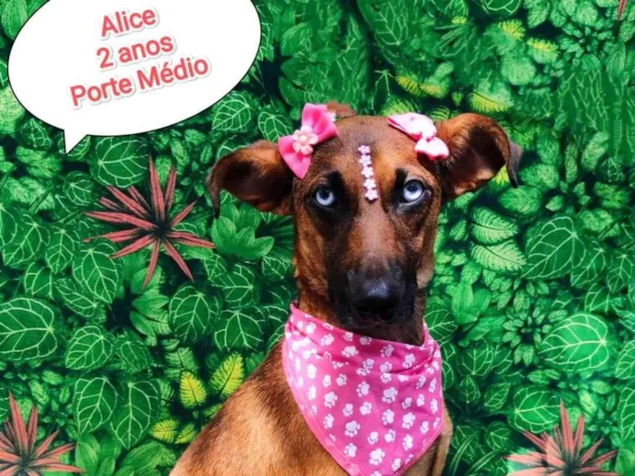 Cachorro ra a SRD-ViraLata idade 2 anos nome Alice