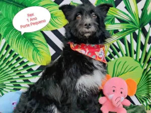 Cachorro raça SRD-ViraLata idade 1 ano nome Rex