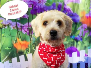 Cachorro raça SRD-ViraLata idade 2 anos nome Gabriel