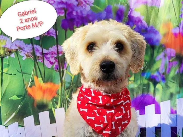 Cachorro ra a SRD-ViraLata idade 2 anos nome Gabriel