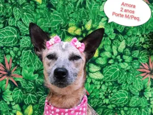 Cachorro raça SRD-ViraLata idade 2 anos nome Amora pintada