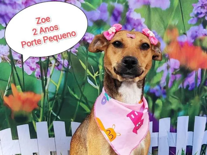 Cachorro ra a SRD-ViraLata idade 2 anos nome Zoe