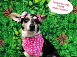 Cachorro raça Mix corgi  idade 4 anos nome Bella