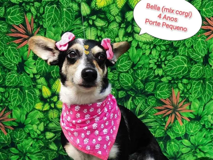 Cachorro ra a Mix corgi  idade 4 anos nome Bella