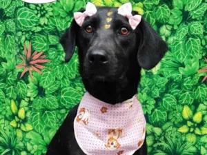 Cachorro raça SRD-ViraLata idade 1 ano nome Raquel