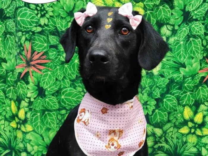 Cachorro ra a SRD-ViraLata idade 1 ano nome Raquel
