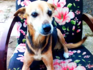 Cachorro raça SRD-ViraLata idade 6 ou mais anos nome Natalina 