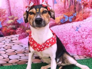 Cachorro raça Fox paulistinha  idade 2 anos nome Juju